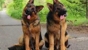 Koľko nemeckých pastierov žije?